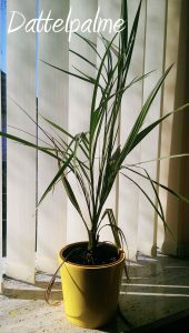 dattelpalme