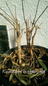 granatapfel winter