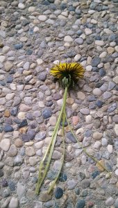 geteilter Löwenzahnstängel