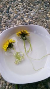 Löwenzahn im Wasser